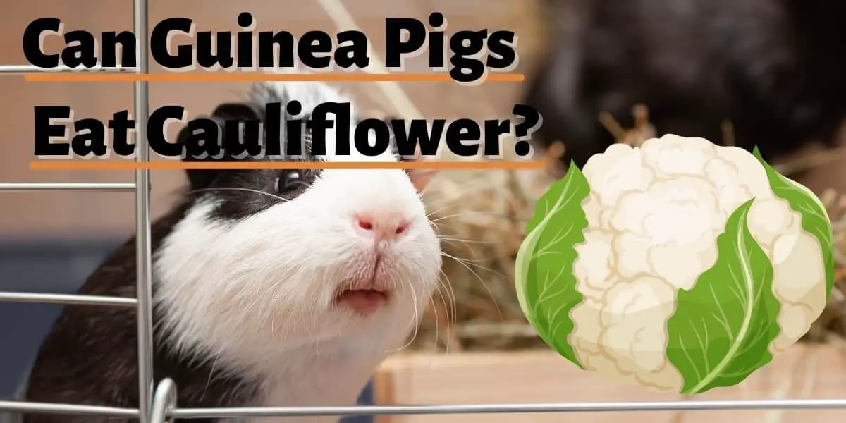 Can Guinea Pigs Eat Cauliflower