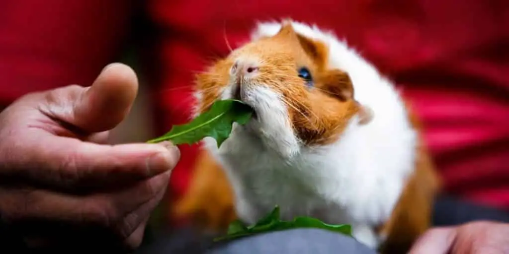 Eating Guinea Pig