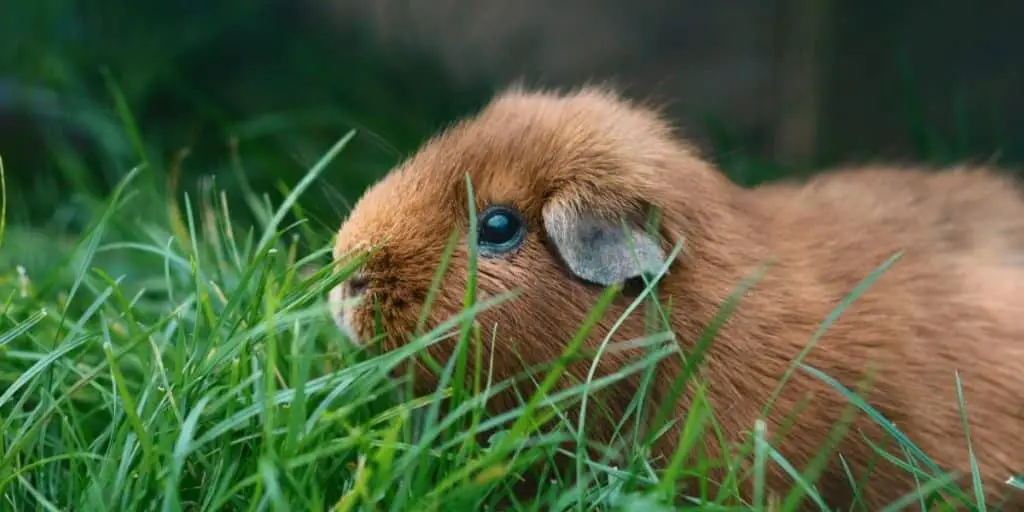 Healthy Guinea Pig IN grass