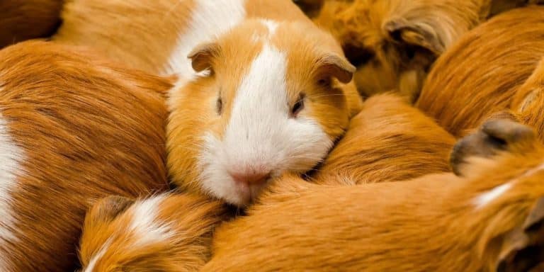 do guinea pigs hibernate