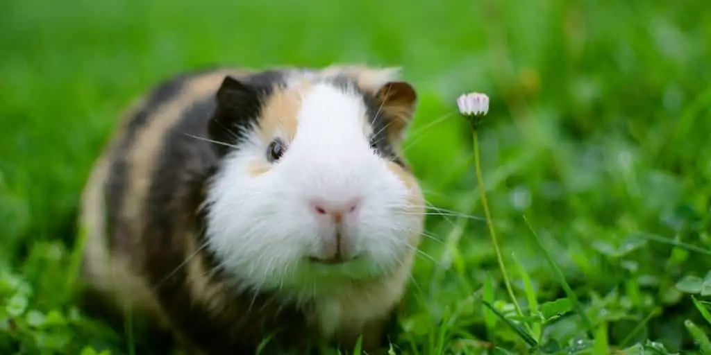 Tiger looking Guinea Pig