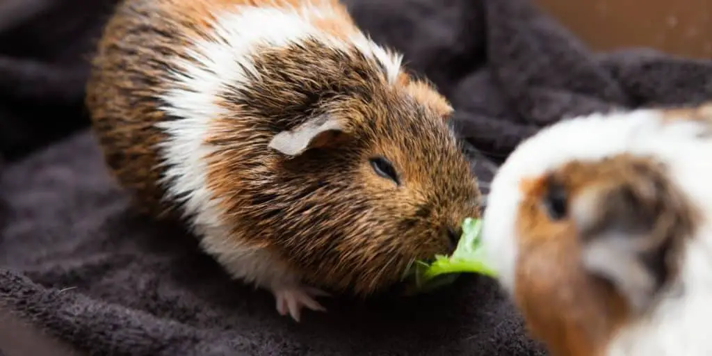 Two Guinea Pigs Eating