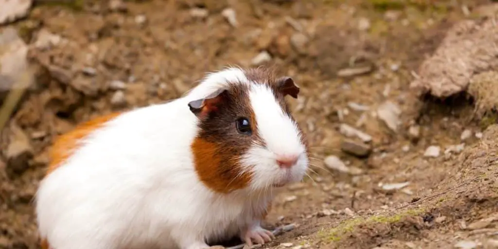 White and Brown Guinea Pig