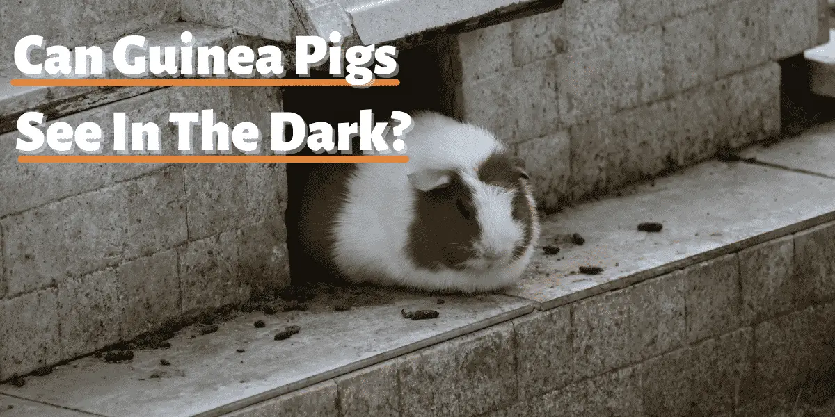 can guinea pigs see in the dark