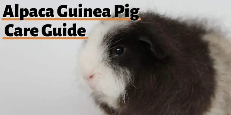 Alpaca Guinea Pig Care Guide
