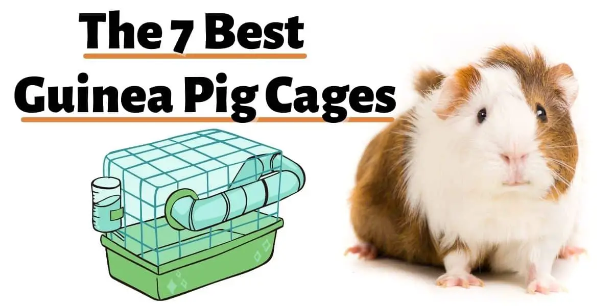 7 Best Guinea Pig Cages [UPDATED]