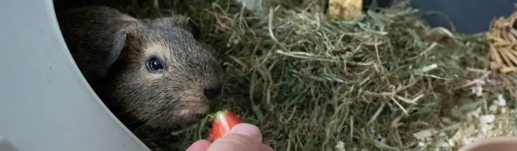 Millie The Guinea Pig Eating A Strawberry