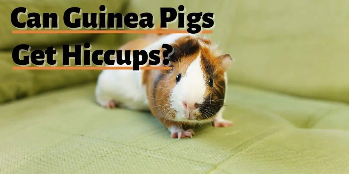 Can guinea Pigs Get Hiccups
