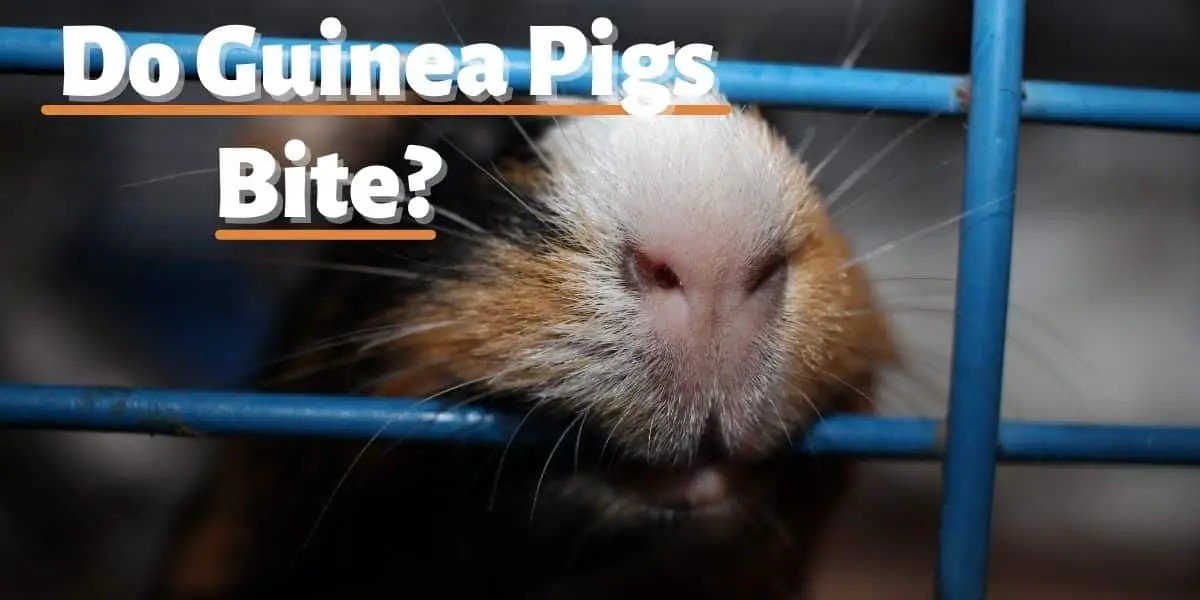 do guinea pigs bite
