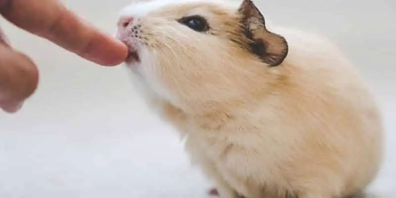 Guinea Pig Nibble or Bite