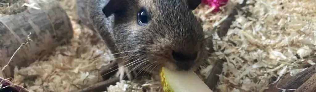 Can Guinea Pigs eat pears - Millie eating and enjoying one