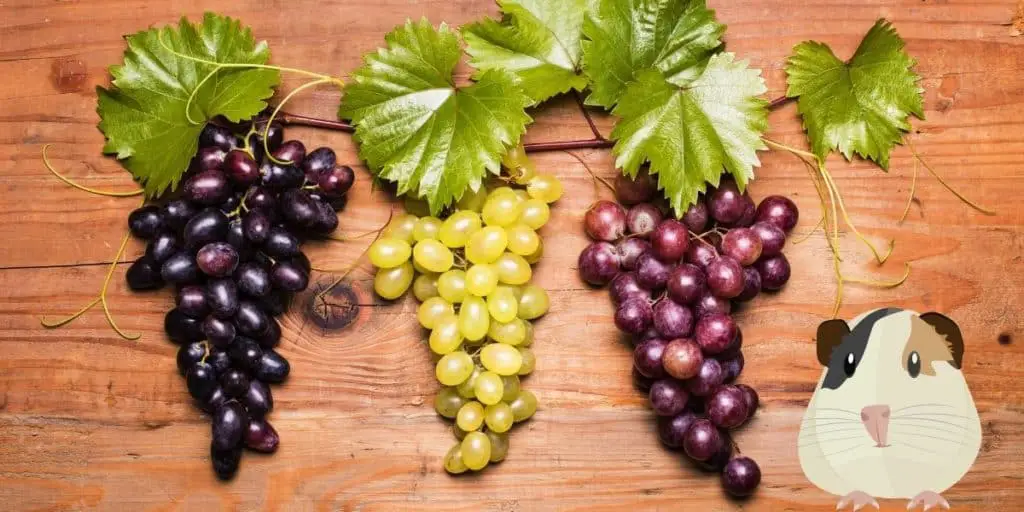 Types of grapes for guinea pig