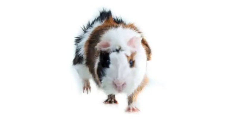 1. Abyssinian Guinea Pig