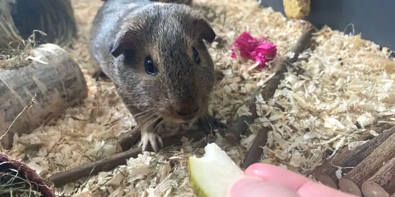 Millie enjoying eating a small bit of pear