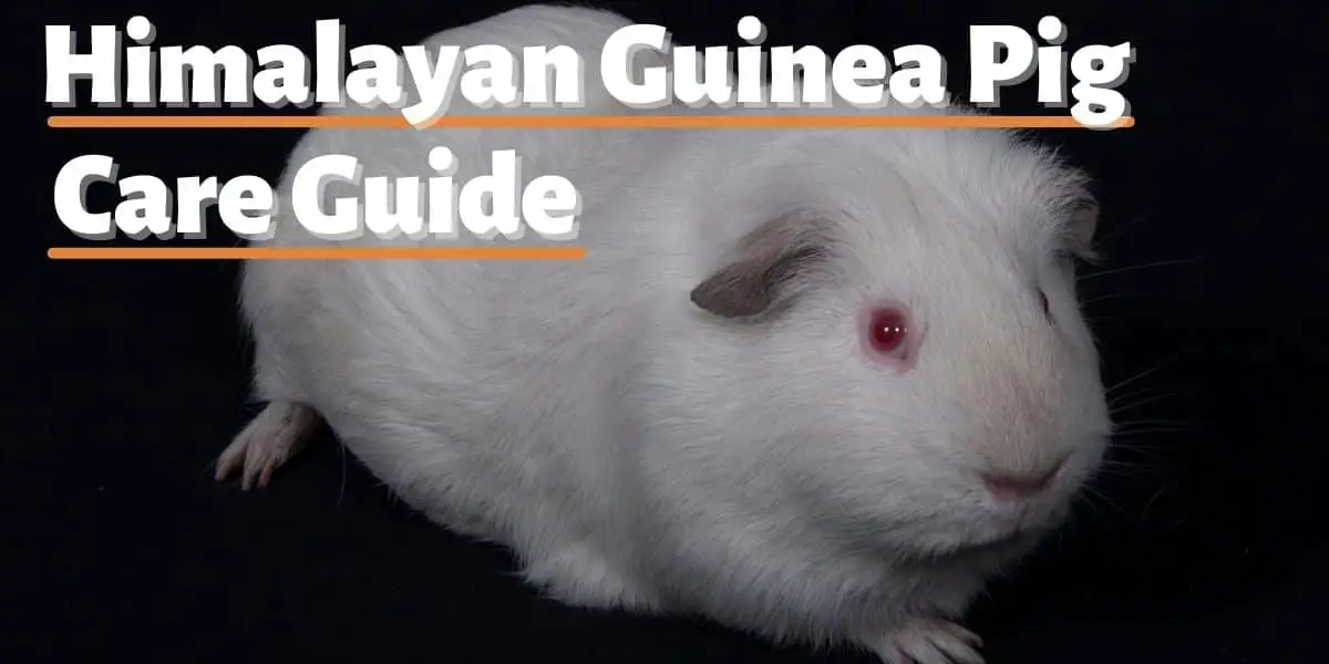 Himalayan Guinea Pig Care Guide