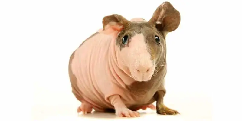 14. Skinny Guinea Pig