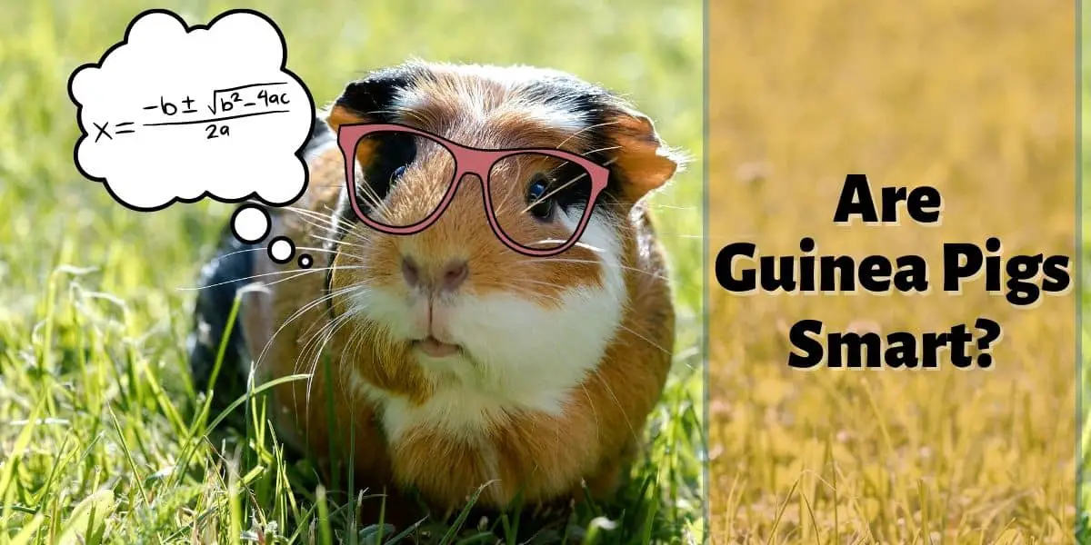 Are Guinea Pigs Smart – How Intelligent Are They Really?