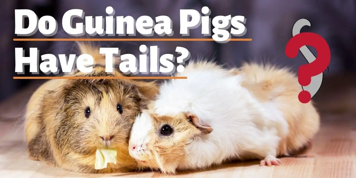 Do Guinea Pigs Have Tails?