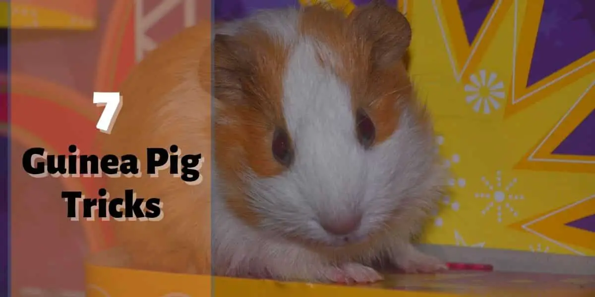 7 Guinea Pig Tricks – How To Train Your Guinea Pig Easily
