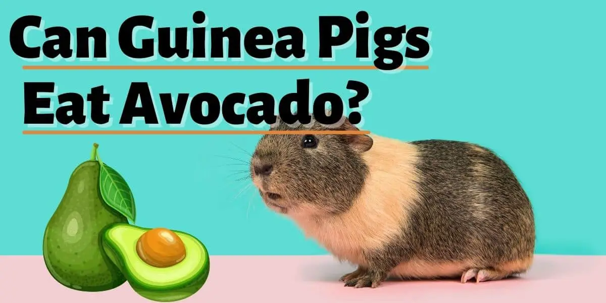 can guinea pigs eat avocado