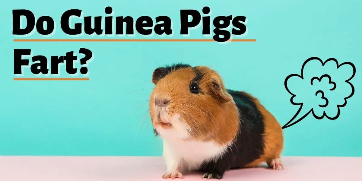 Do Guinea Pigs Fart
