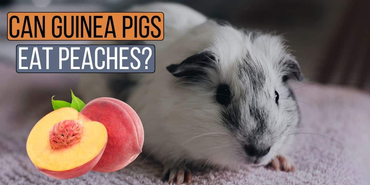 Can Guinea Pigs Eat Peaches